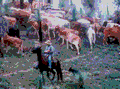 Cattle Muster - Queensland