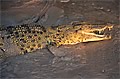 Crocodile - Northern Australia