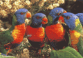 Lorikeets