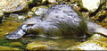 Platypus - The Most Unique Creature In The World