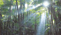 Australian Rain Forest