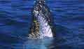 Humpback Whale at Hervey Bay - Queensland - Australia