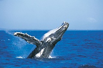 Whale Watching